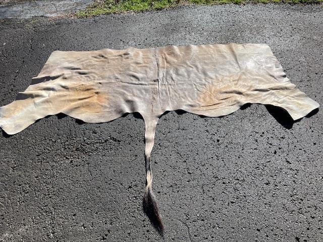 AFRICAN ELAND Cape Backhide with No Holes: AFRICAN ELAND Cape Backhide with No Holes. It measures 88" across the top and 68" Long (including the tail). Great African Safari decor. TAXIDERMY HIDES 