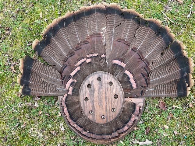 Big WILD TURKEY Fan on a Wood Display: Big WILD TURKEY Fan on a Wood Display. It measures 27" Tall x 32" Wide and will make excellent decor! TAXIDERMY 