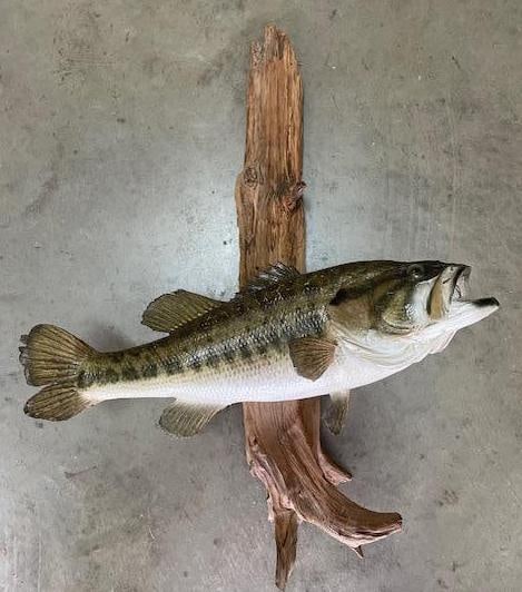 *Real Skin* LARGE MOUTH BASS Fish Mounted on a Driftwood Wall Hanging Base (1 of 3)