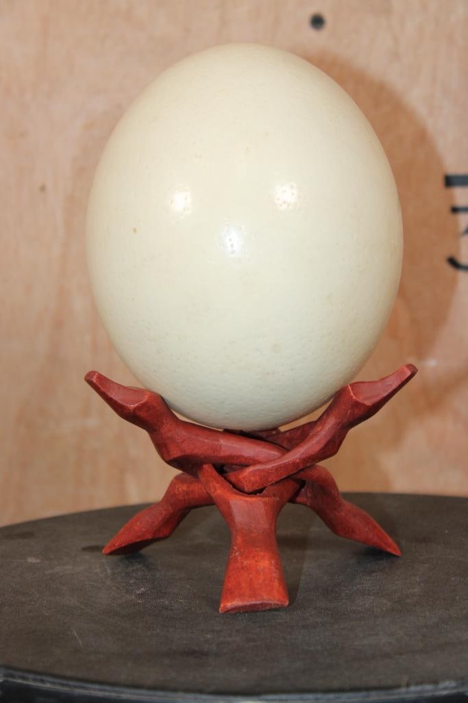 OSTRICH Egg with a Custom Red Wood Display Stand: Lovely OSTRICH Egg and custom Red Wood stand (made in Africa). TAXIDERMY 