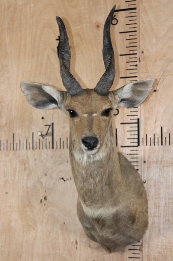 BUSHBUCK Shoulder Mount: BUSHBUCK Shoulder Mount in Fair Condition. TAXIDERMY 