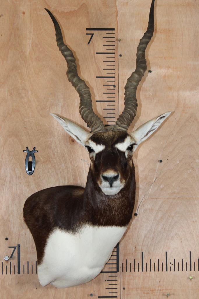 BLACKBUCK Wall Pedestal Mount: BLACKBUCK Wall Pedestal Mount. It has minor damage to the upper lip, otherwise it is in Very Nice Condition. TAXIDERMY 