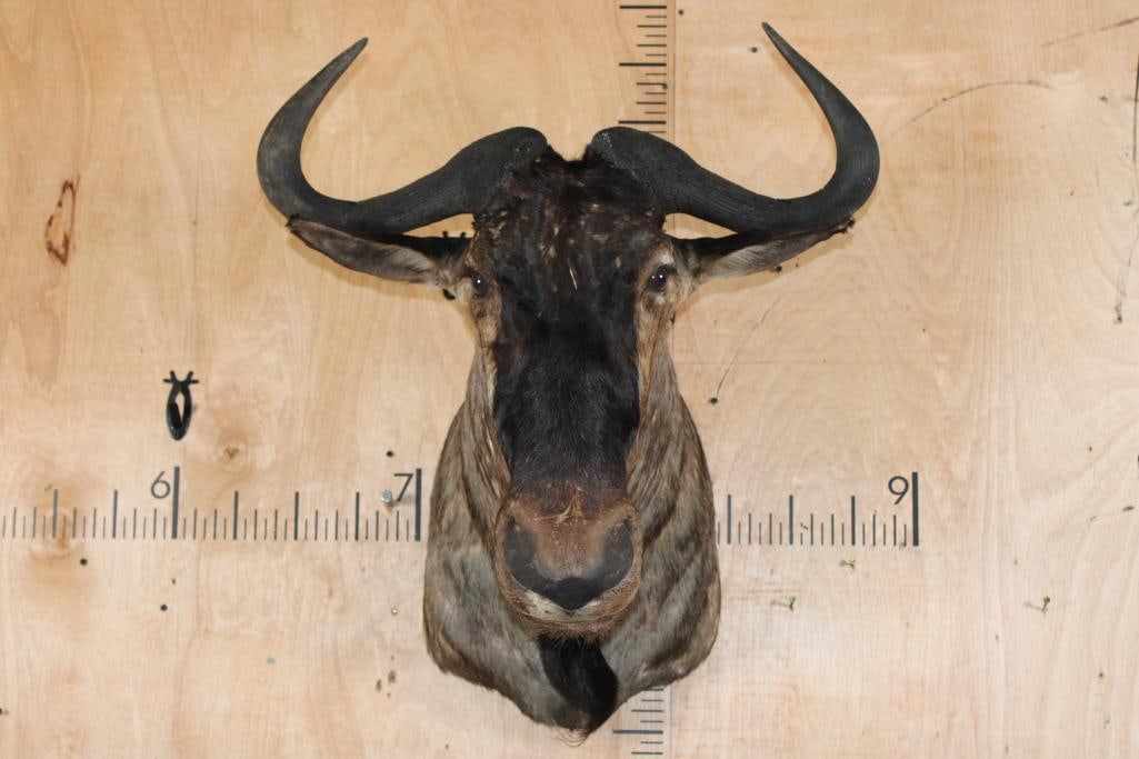 BLUE WILDEBEEST Shoulder Mount: BLUE WILDEBEEST Shoulder Mount with a 26.25" Spread. This is an older mount in Fair Condition. TAXIDERMY 