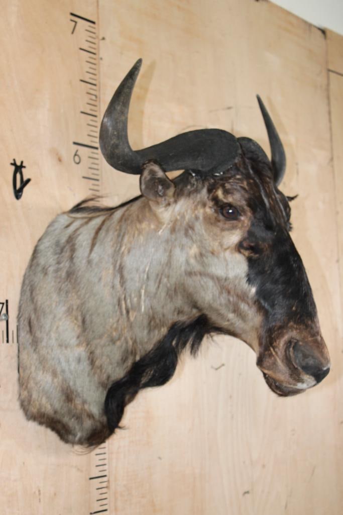 BLUE WILDEBEEST Shoulder Mount - 2