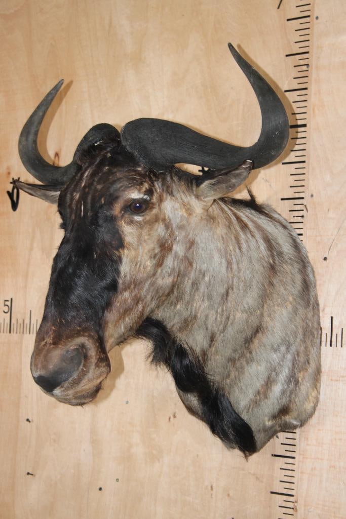 BLUE WILDEBEEST Shoulder Mount - 3