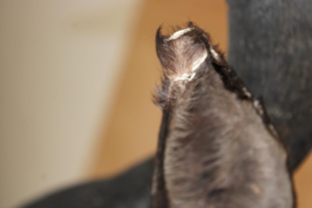 BLUE WILDEBEEST Shoulder Mount - 5