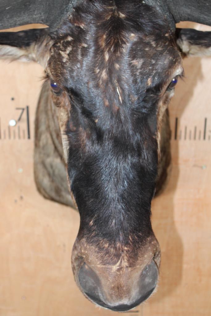 BLUE WILDEBEEST Shoulder Mount - 6