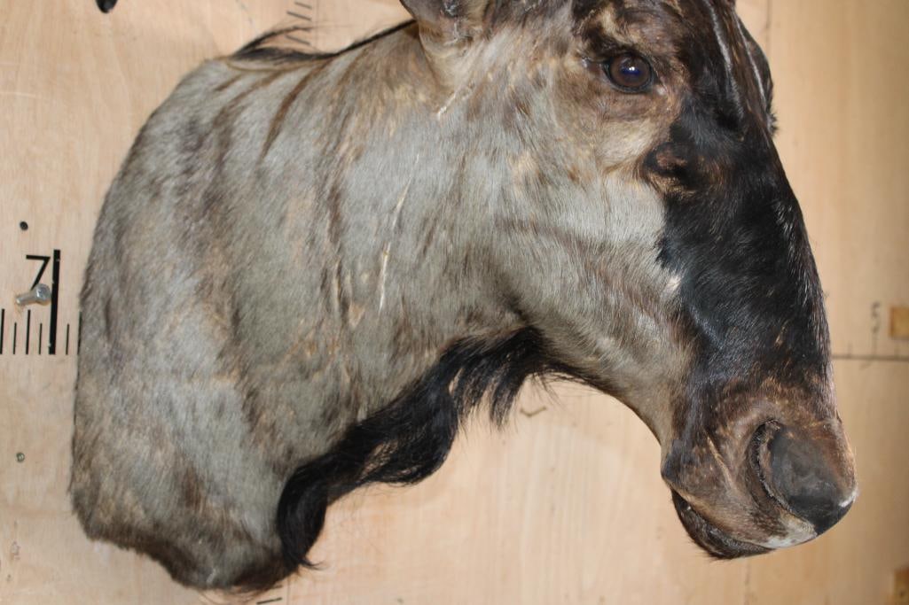 BLUE WILDEBEEST Shoulder Mount - 7