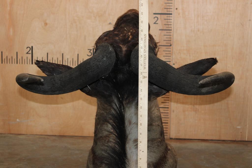 BLUE WILDEBEEST Shoulder Mount - 9