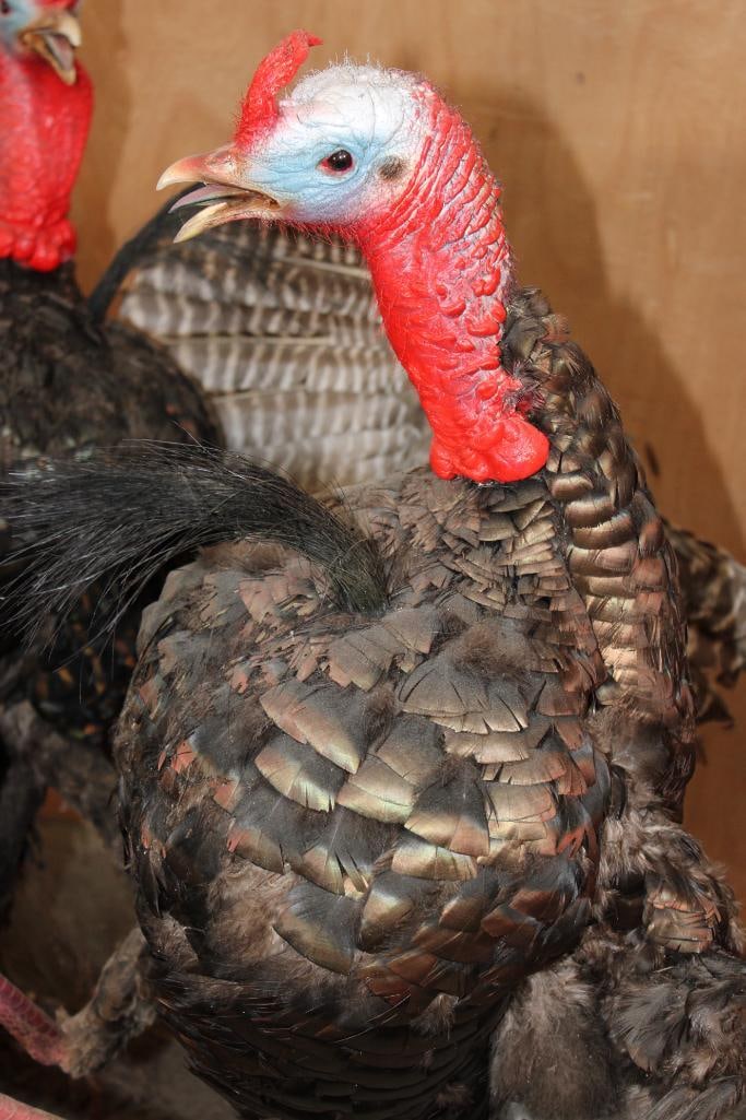 2 Life-sized "Fighting" TURKEY TOMS on a Wood Base - 10