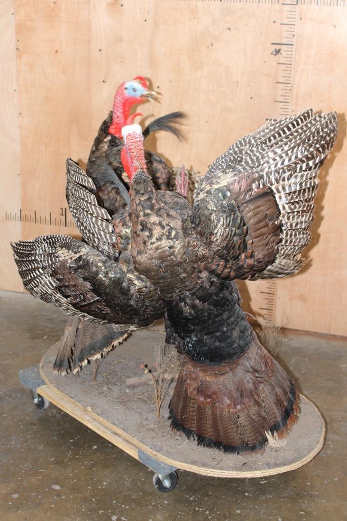 2 Life-sized "Fighting" TURKEY TOMS on a Wood Base - 11