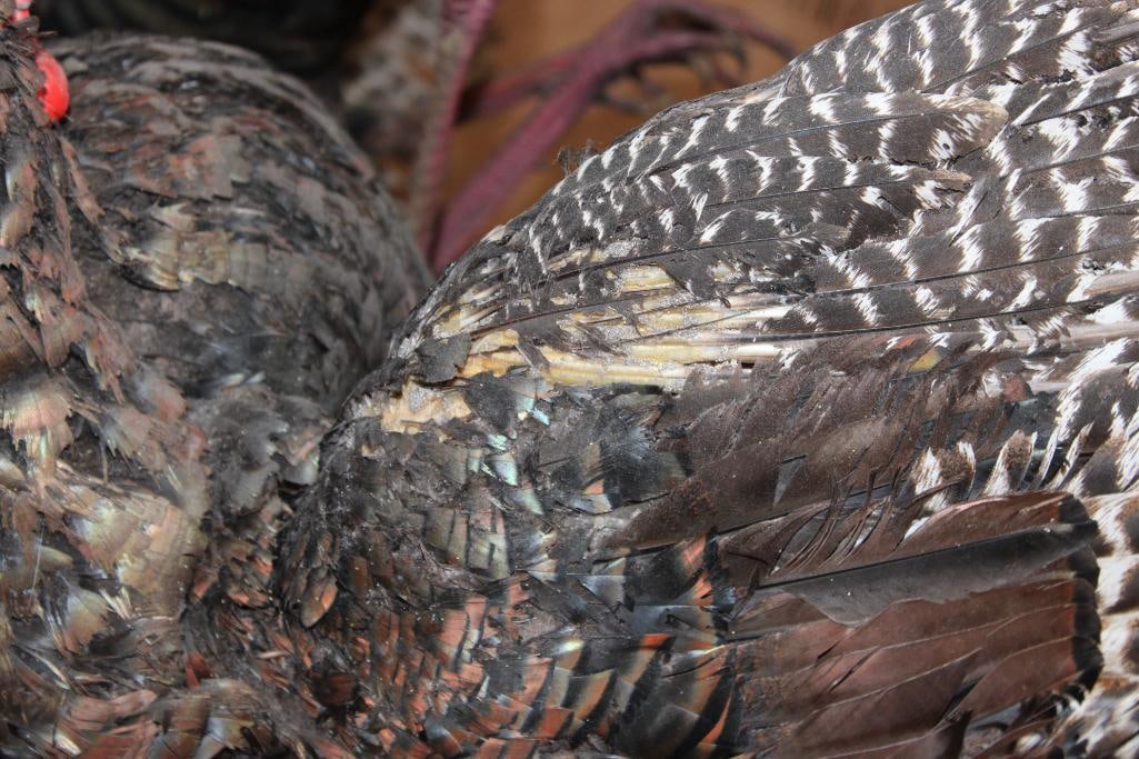 2 Life-sized "Fighting" TURKEY TOMS on a Wood Base - 12