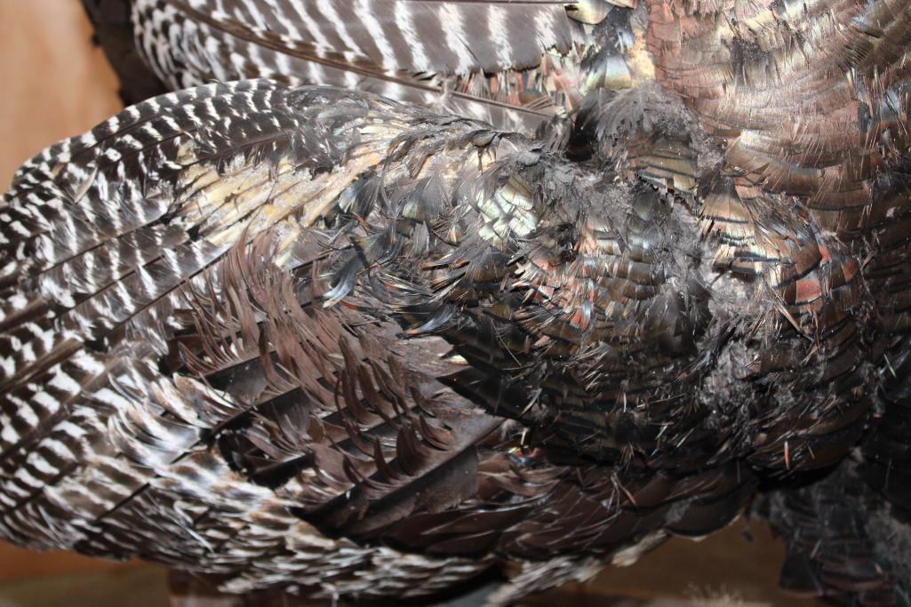 2 Life-sized "Fighting" TURKEY TOMS on a Wood Base - 14