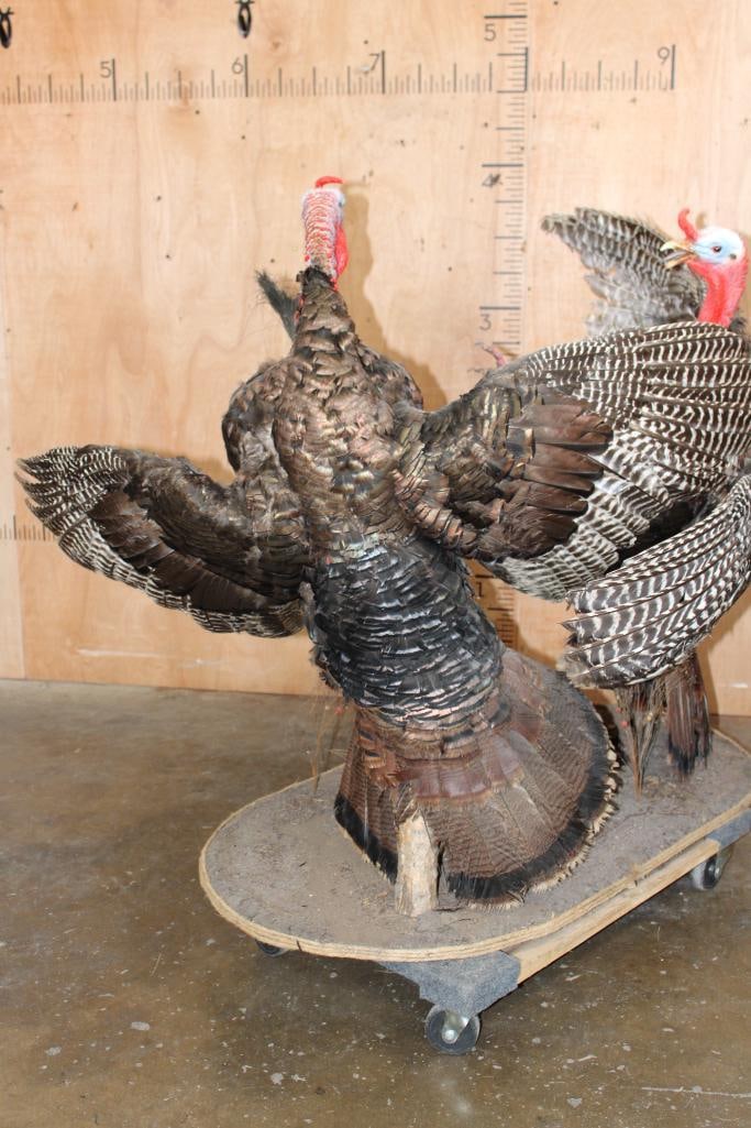 2 Life-sized "Fighting" TURKEY TOMS on a Wood Base - 15