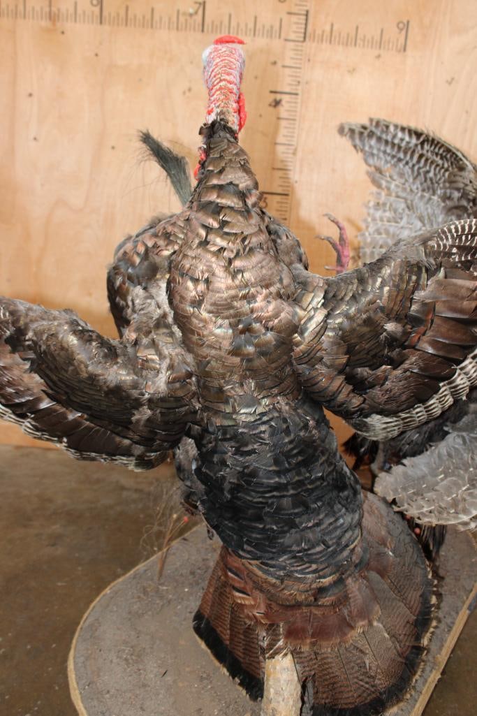 2 Life-sized "Fighting" TURKEY TOMS on a Wood Base - 16