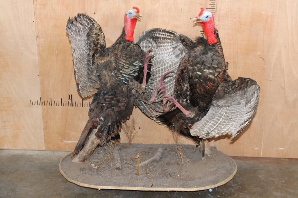 2 Life-sized "Fighting" TURKEY TOMS on a Wood Base (1 of 16)