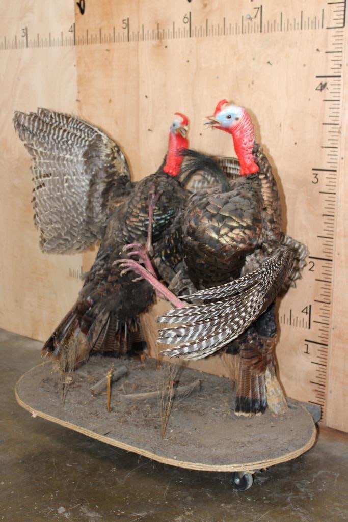 2 Life-sized "Fighting" TURKEY TOMS on a Wood Base - 2
