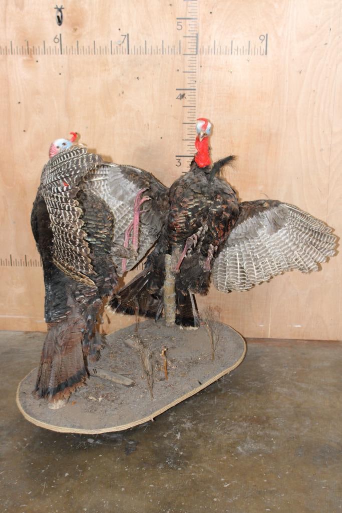 2 Life-sized "Fighting" TURKEY TOMS on a Wood Base - 3