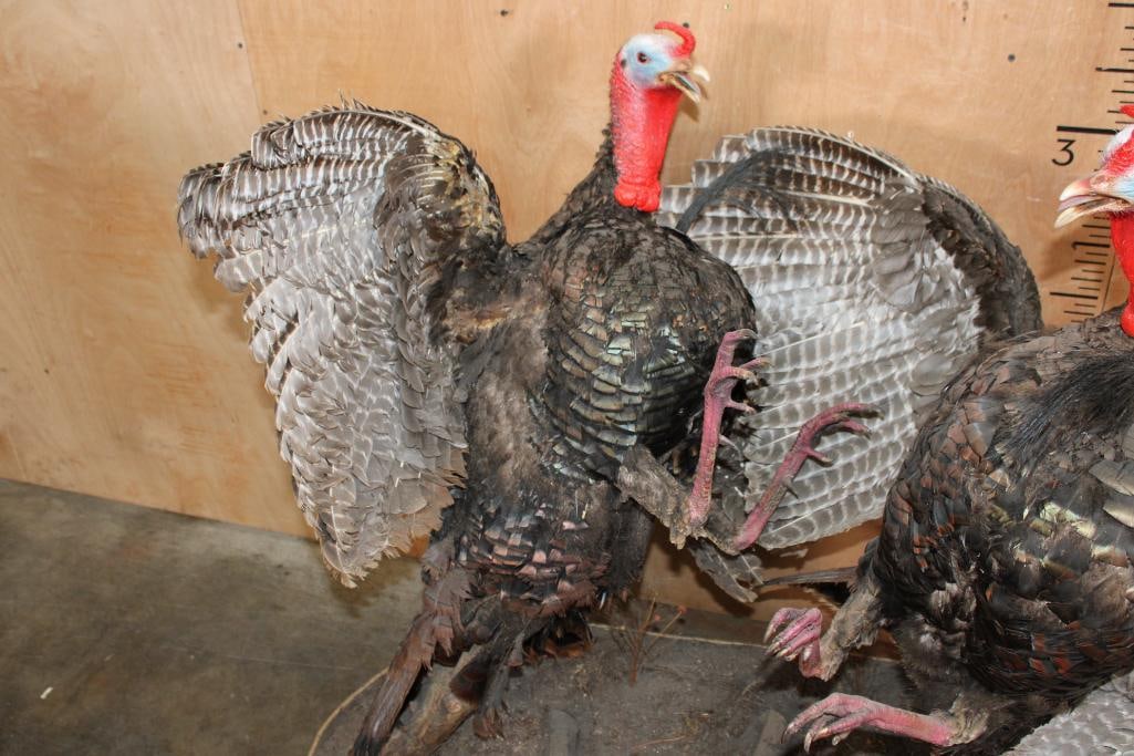 2 Life-sized "Fighting" TURKEY TOMS on a Wood Base - 4