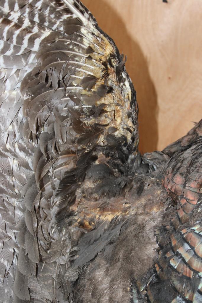 2 Life-sized "Fighting" TURKEY TOMS on a Wood Base - 5