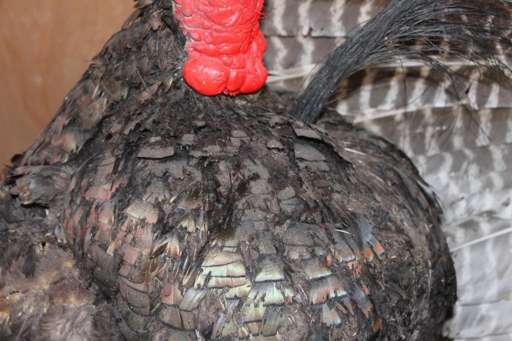 2 Life-sized "Fighting" TURKEY TOMS on a Wood Base - 6