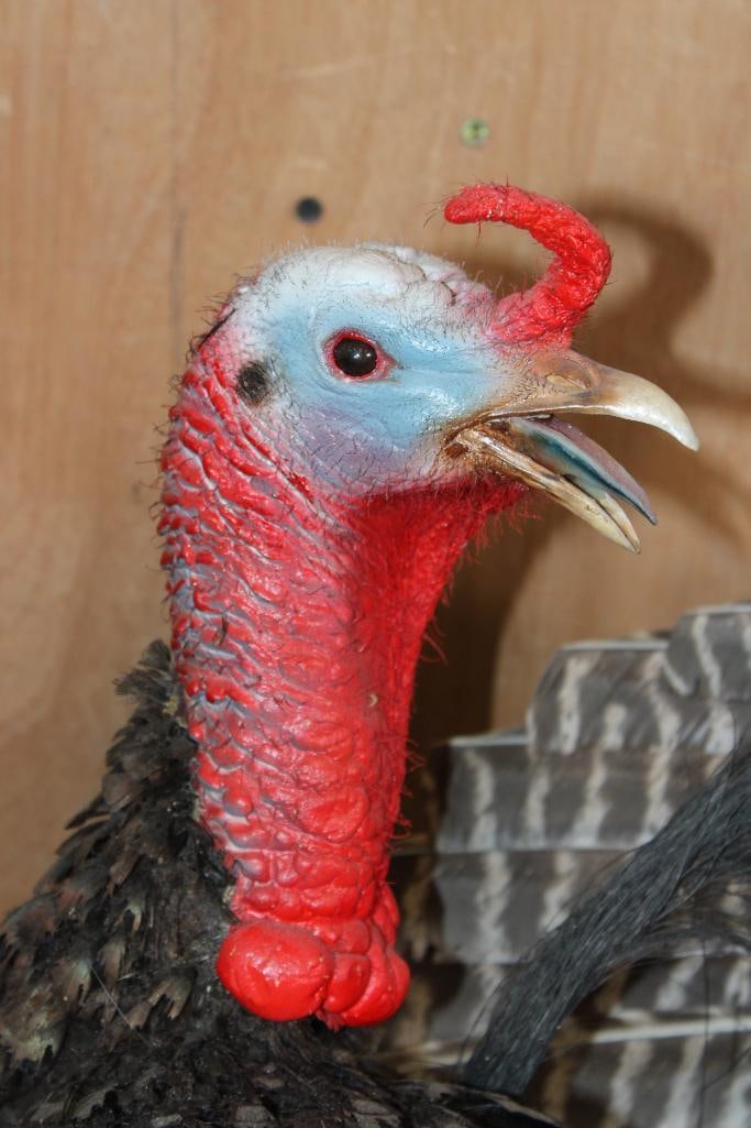 2 Life-sized "Fighting" TURKEY TOMS on a Wood Base - 7