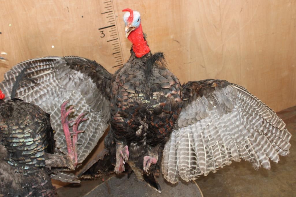 2 Life-sized "Fighting" TURKEY TOMS on a Wood Base - 8