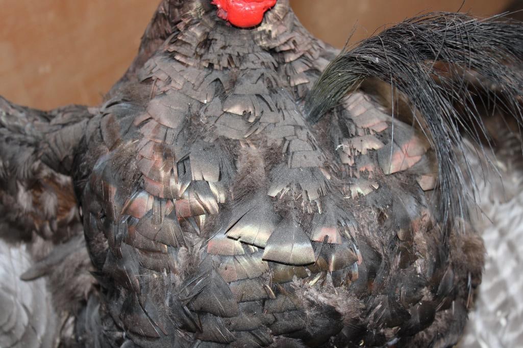 2 Life-sized "Fighting" TURKEY TOMS on a Wood Base - 9