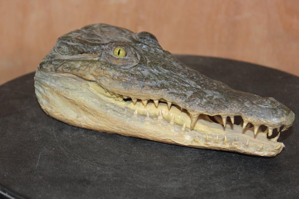 Juvenile CROCODILE Head with Sharp Teeth: Nice Juvenile CROCODILE Head with Sharp Teeth. It measures 8" Long x 4" Wide. TAXIDERMY 