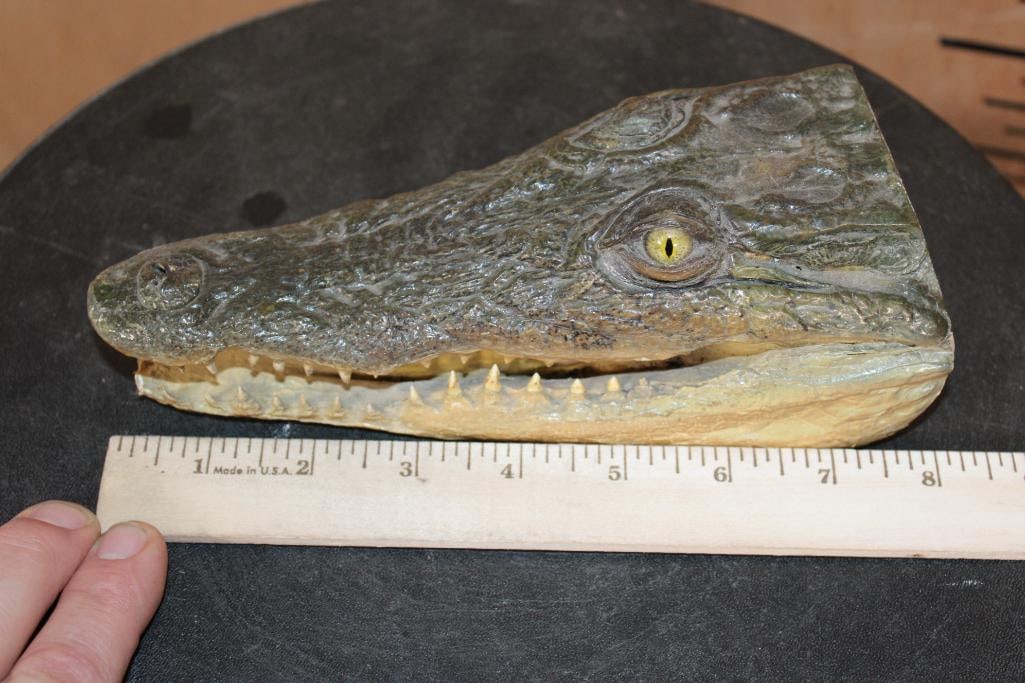 Juvenile CROCODILE Head with Sharp Teeth - 2