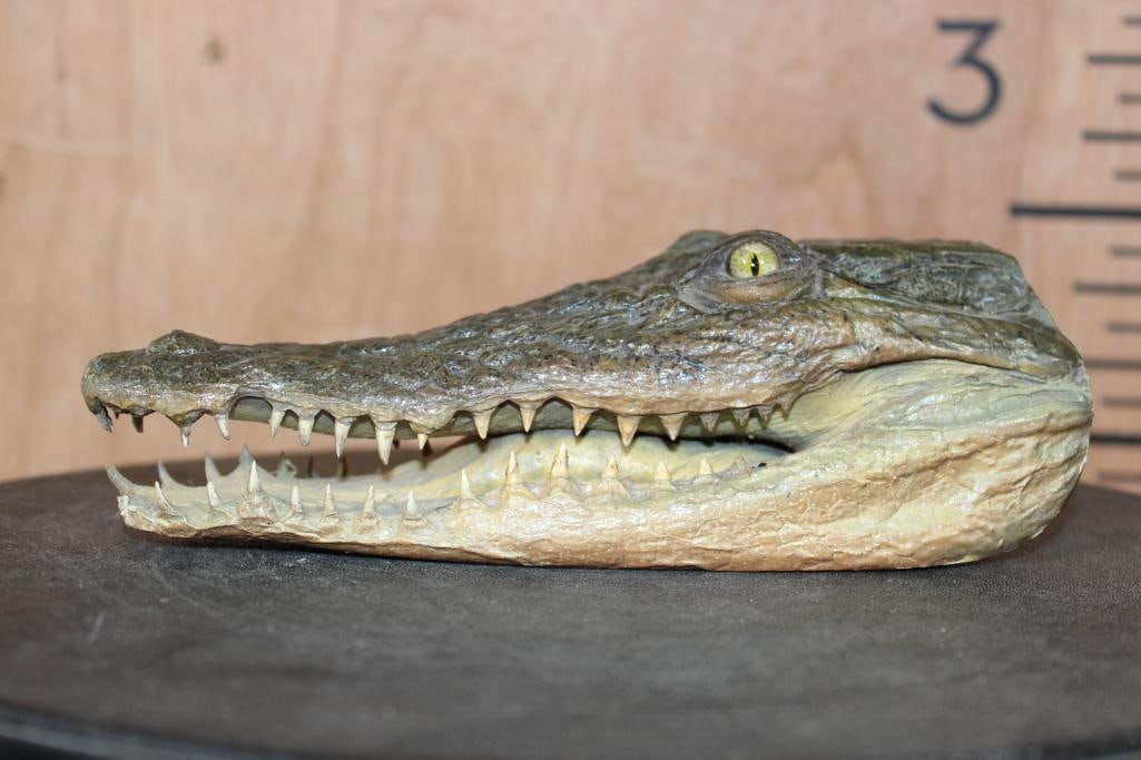 Juvenile CROCODILE Head with Sharp Teeth - 3