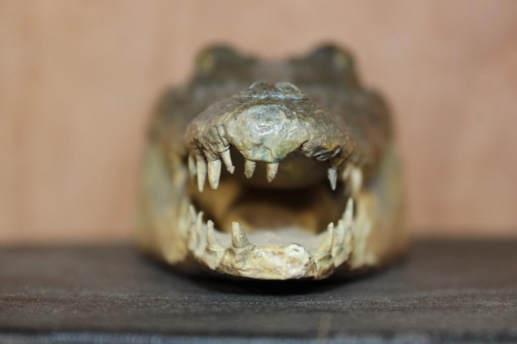 Juvenile CROCODILE Head with Sharp Teeth - 4