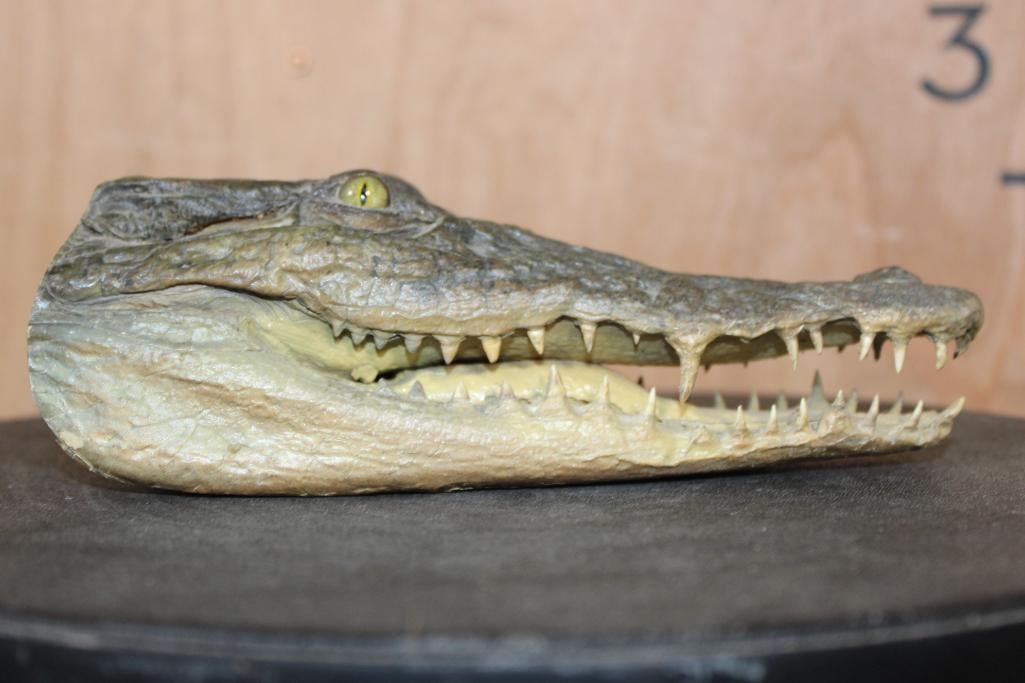 Juvenile CROCODILE Head with Sharp Teeth - 5