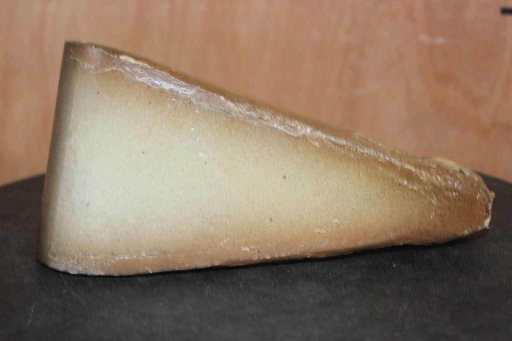 Juvenile CROCODILE Head with Sharp Teeth - 7