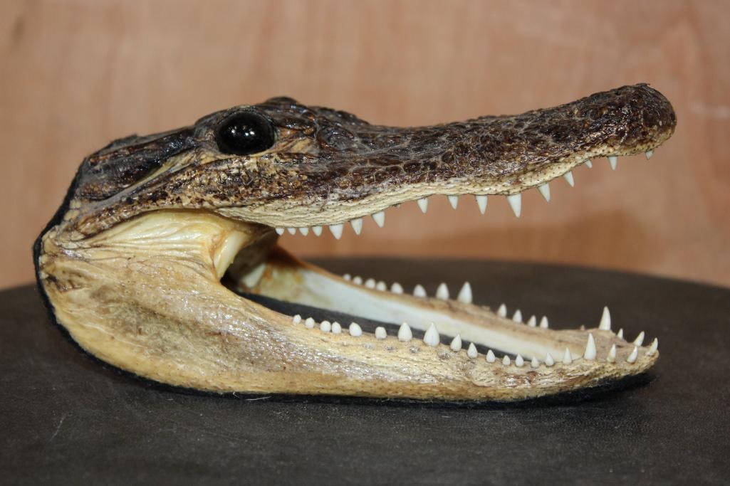 Juvenile ALLIGATOR Head with Sharp Teeth: Nice Juvenile ALLIGATOR Head with Sharp Teeth. It measures 6.5" Long x 3.25" Wide x 3.5" Tall and Weighs 8 oz. TAXIDERMY 