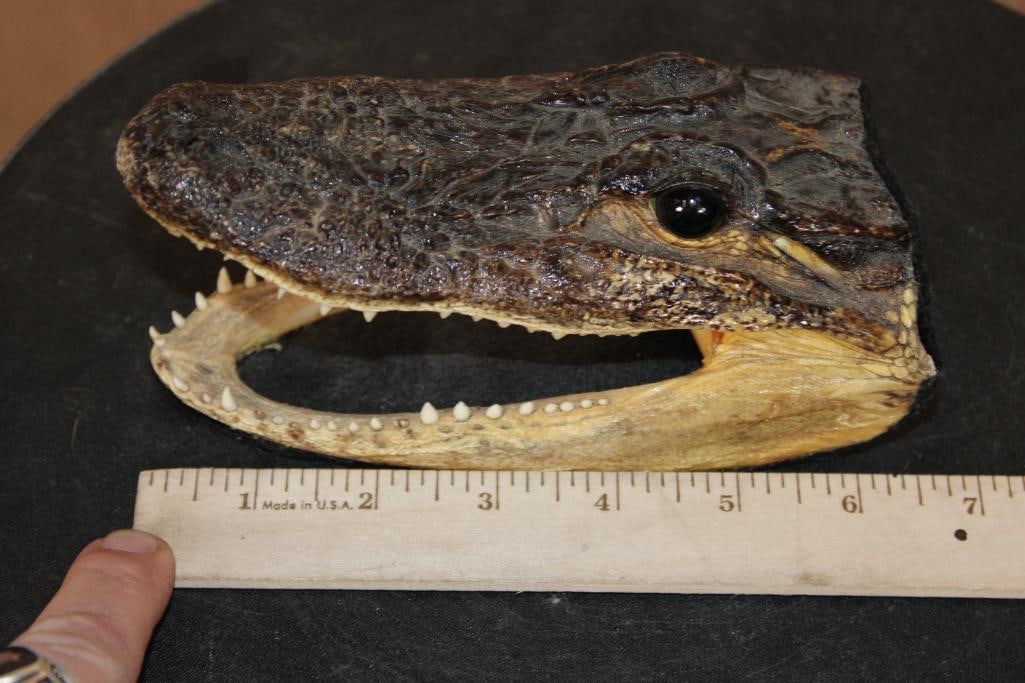 Juvenile ALLIGATOR Head with Sharp Teeth - 2