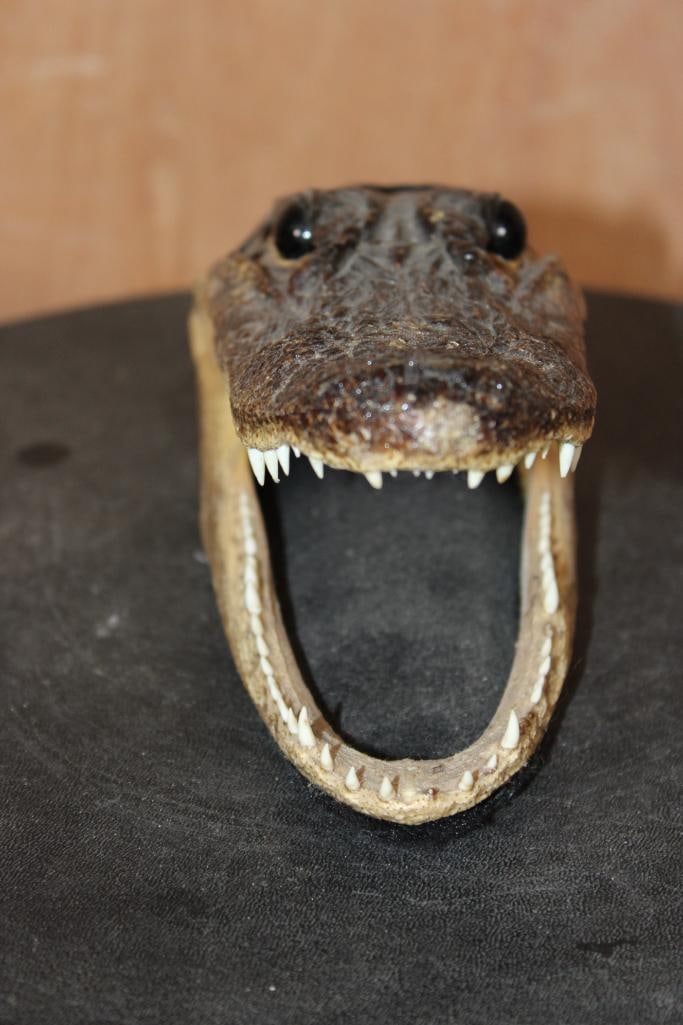Juvenile ALLIGATOR Head with Sharp Teeth - 4