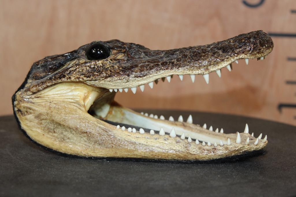 Juvenile ALLIGATOR Head with Sharp Teeth - 5
