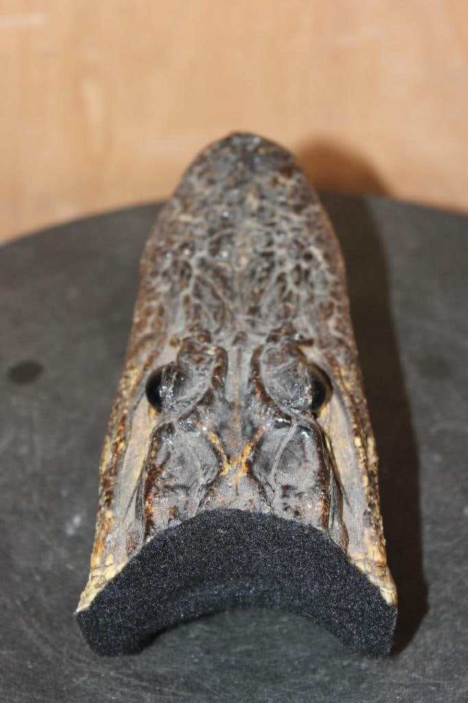 Juvenile ALLIGATOR Head with Sharp Teeth - 6