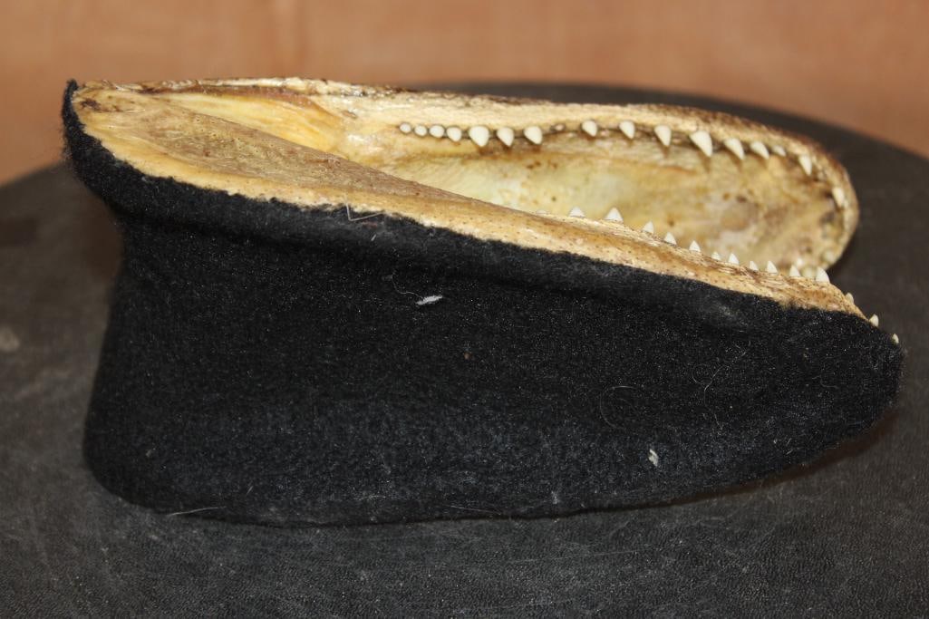Juvenile ALLIGATOR Head with Sharp Teeth - 7