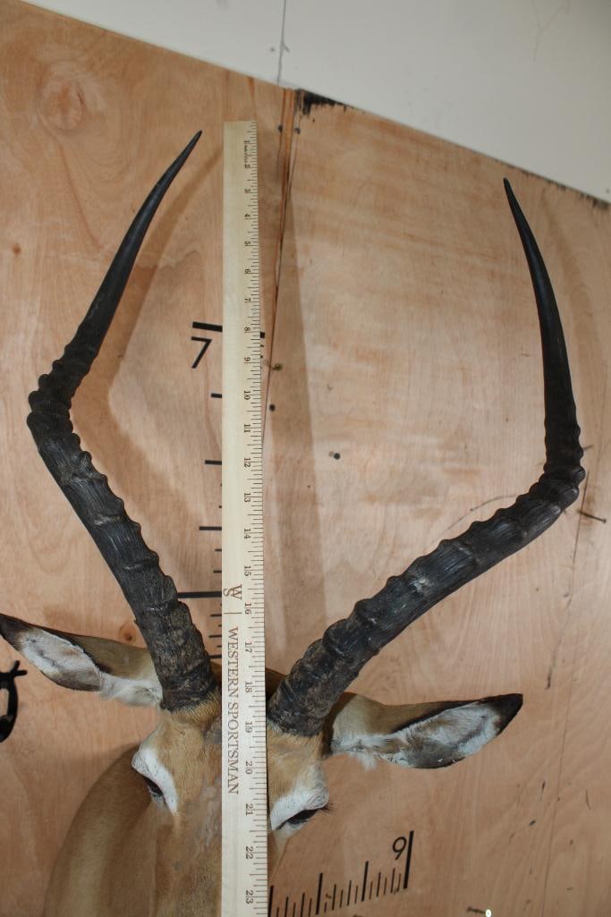 IMPALA Shoulder Mount - 10