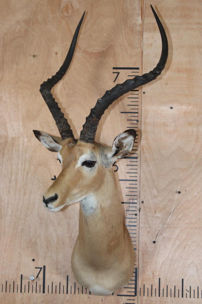 IMPALA Shoulder Mount - 2