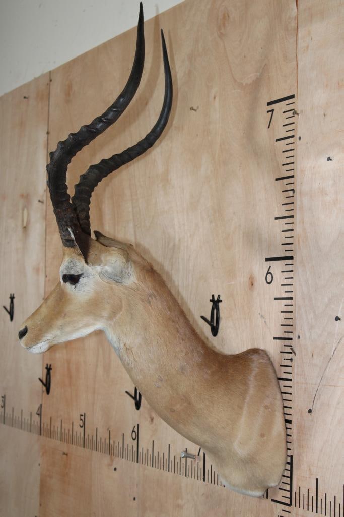 IMPALA Shoulder Mount - 3