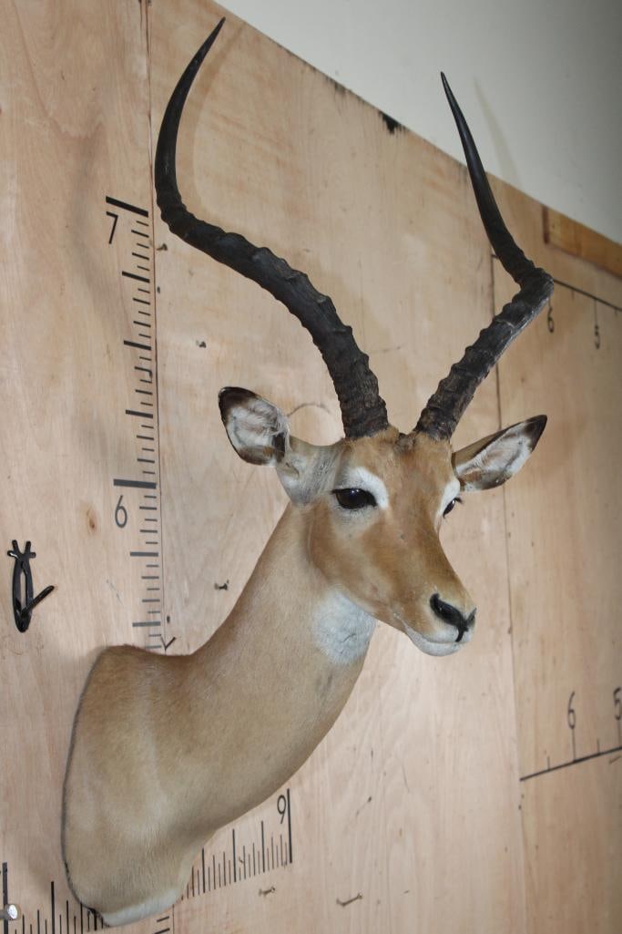 IMPALA Shoulder Mount - 4