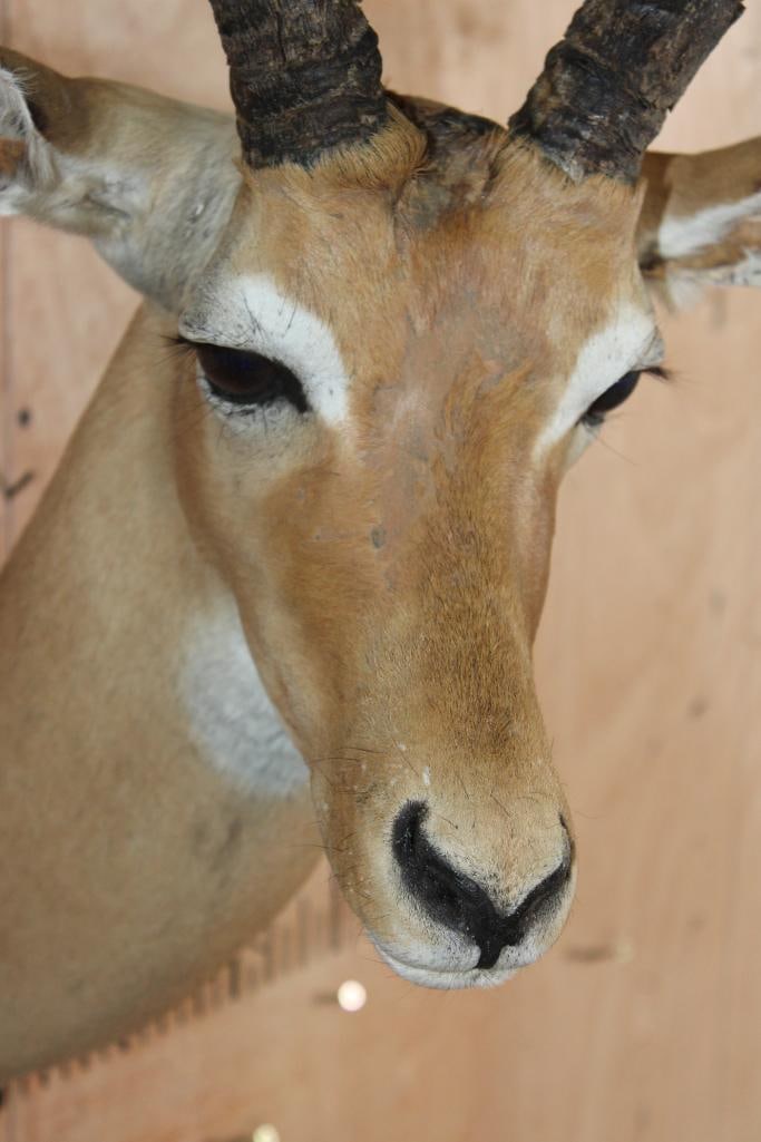 IMPALA Shoulder Mount - 5