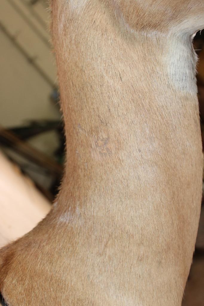 IMPALA Shoulder Mount - 6