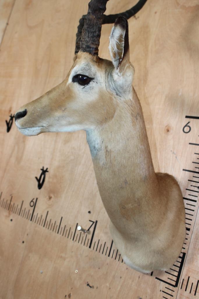 IMPALA Shoulder Mount - 7