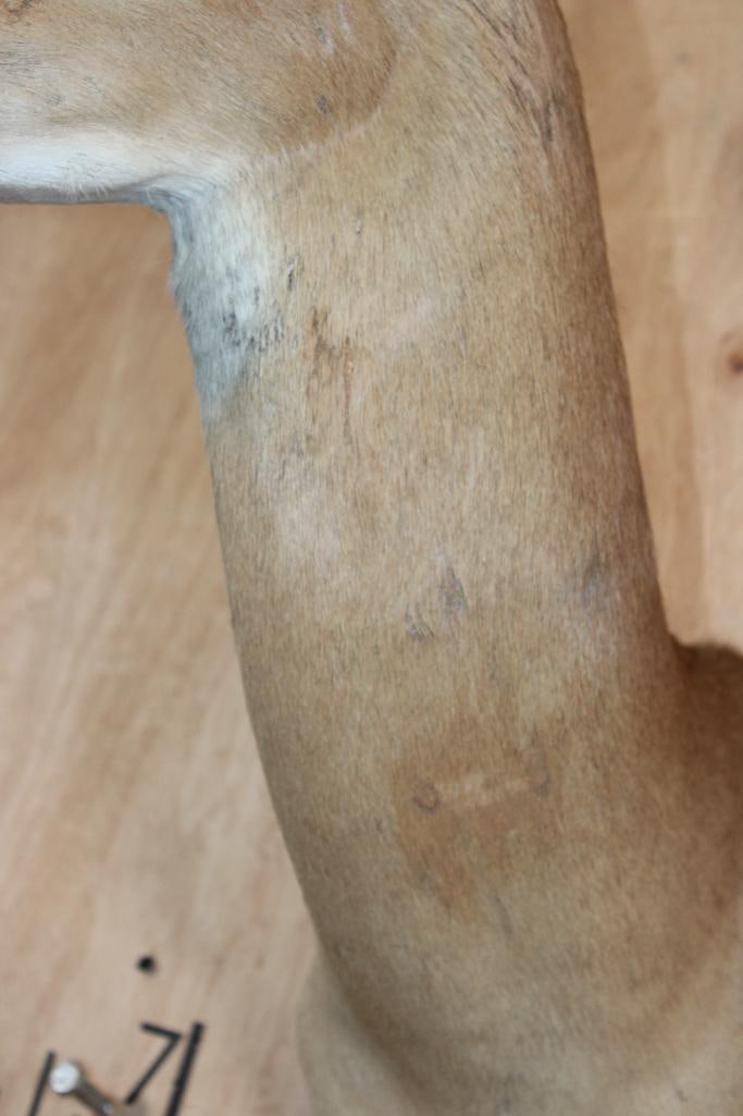 IMPALA Shoulder Mount - 8