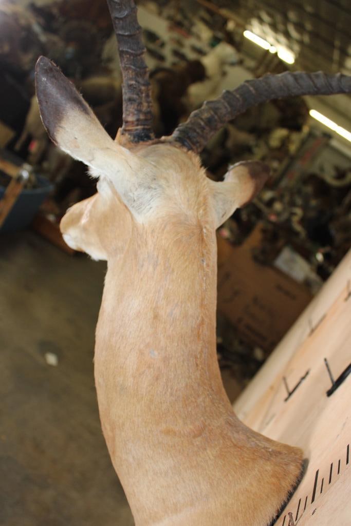 IMPALA Shoulder Mount - 9