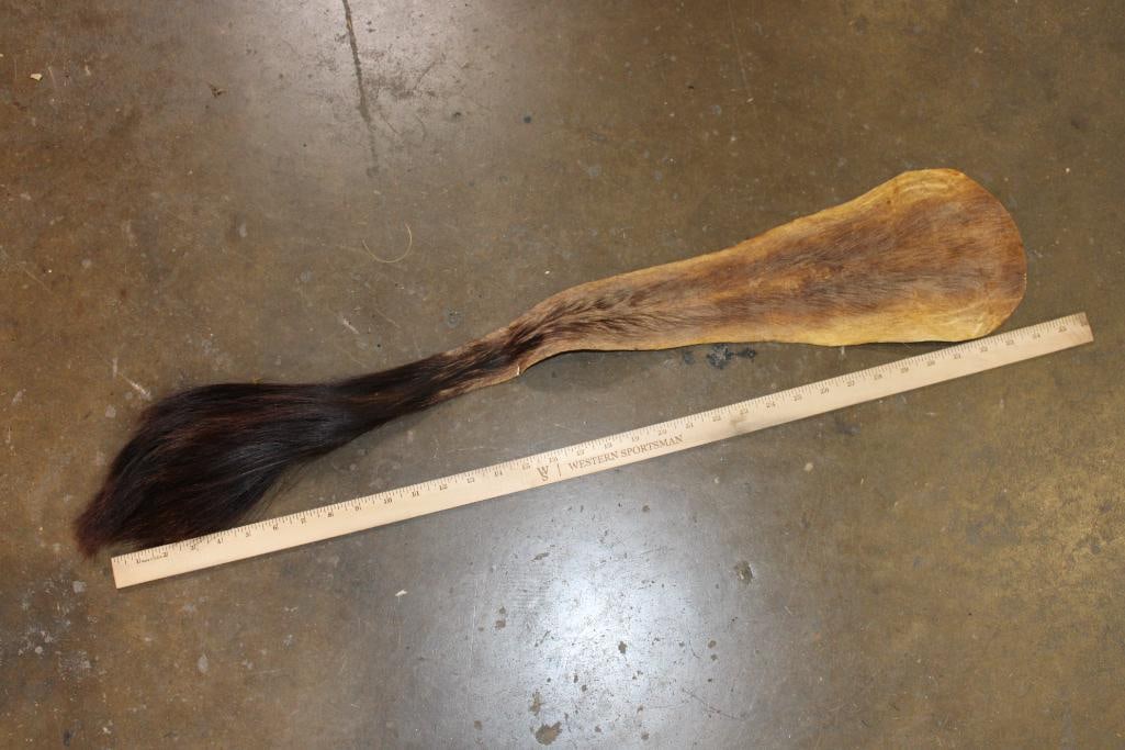 CAPE BUFFALO Tail - 2